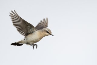 Pour franchir les barrières naturelles lors de leur migration, certains traquets motteux volent à plus de 5000 mètres d’altitude.